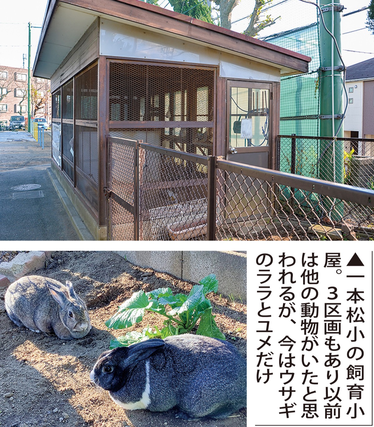 タウン記者がゆく 小学校のウサギを探せ | 中区・西区・南区 | タウン