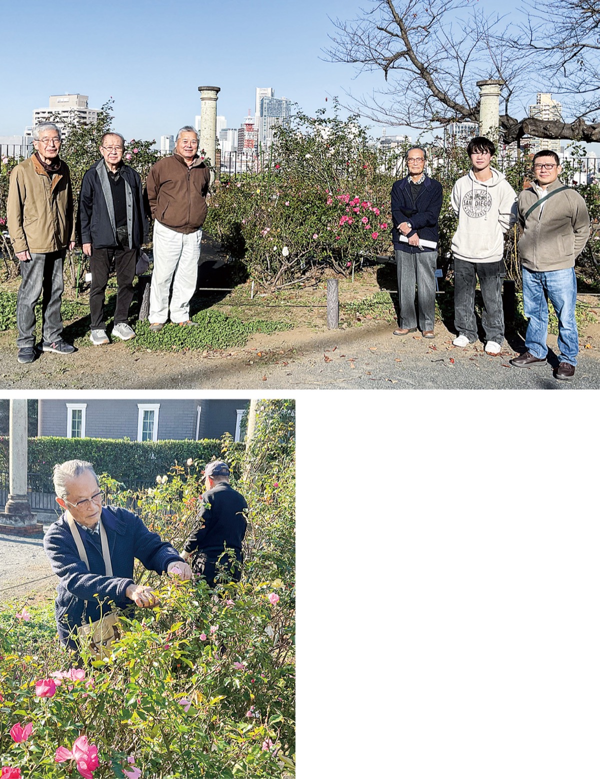 ▲元町百段公園愛護会のメンバーたち◀バラの剪定を行う石川さん(手前)と会員