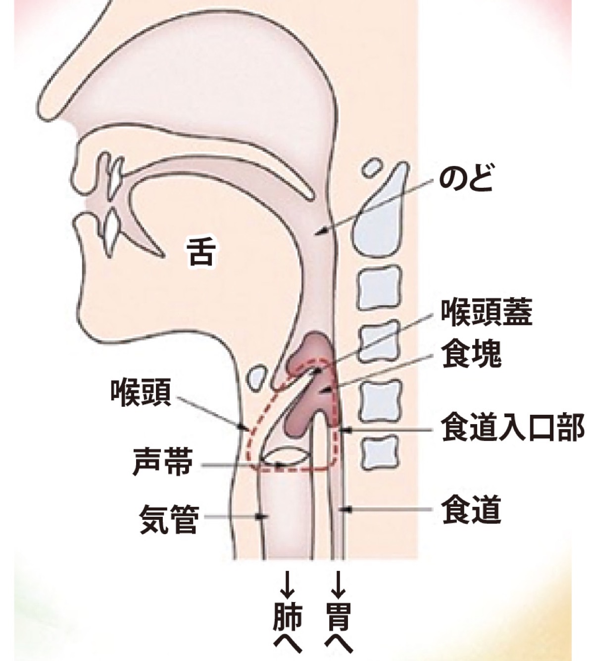 ムセを防ぎ楽しく食事を