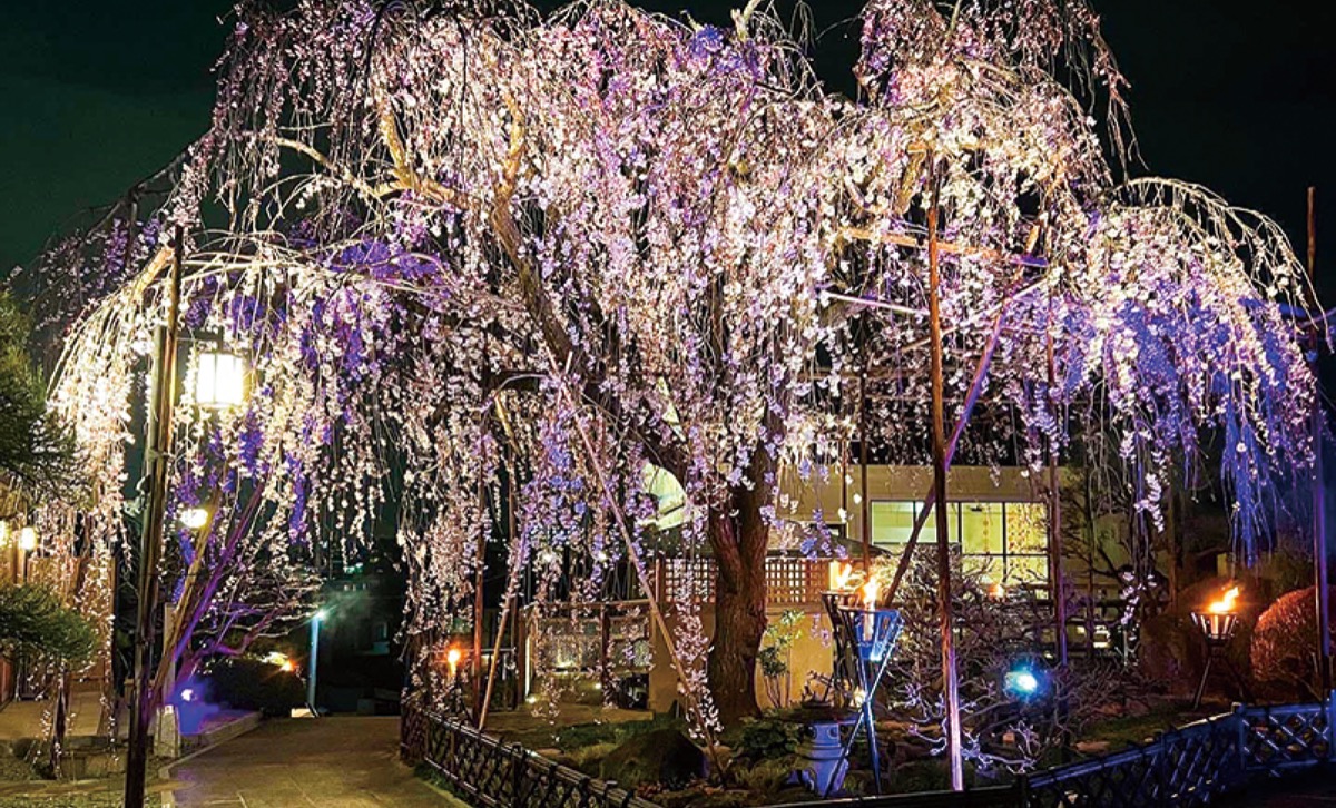 ライトアップされた｢しだれ桜｣（過去）