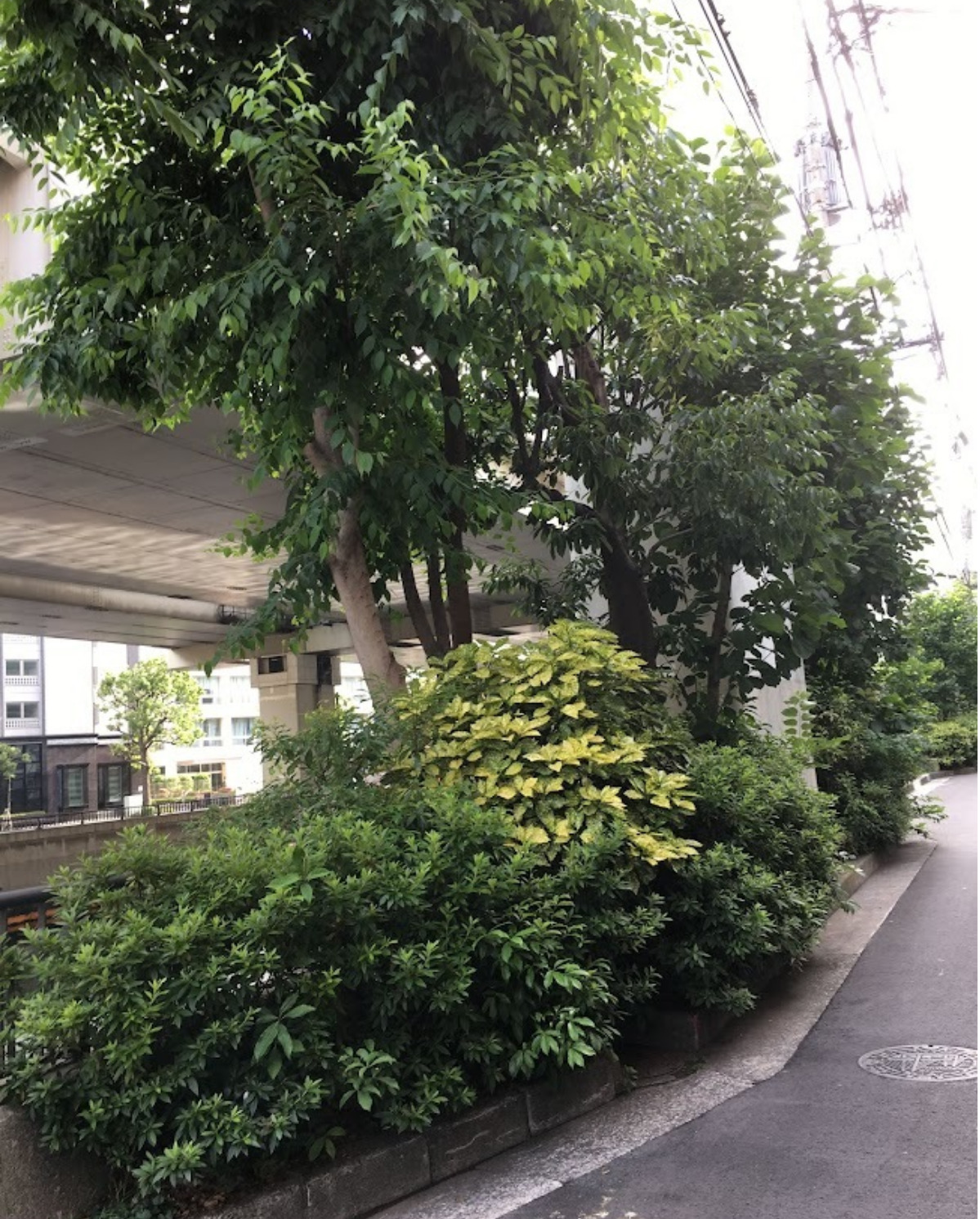 数年前の元町河岸通りは樹木が生い茂っていた=同会提供