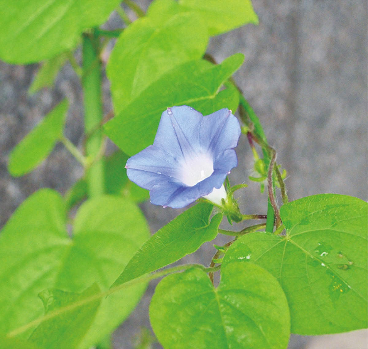 鮮やかな青紫色の花（７月７日撮影）