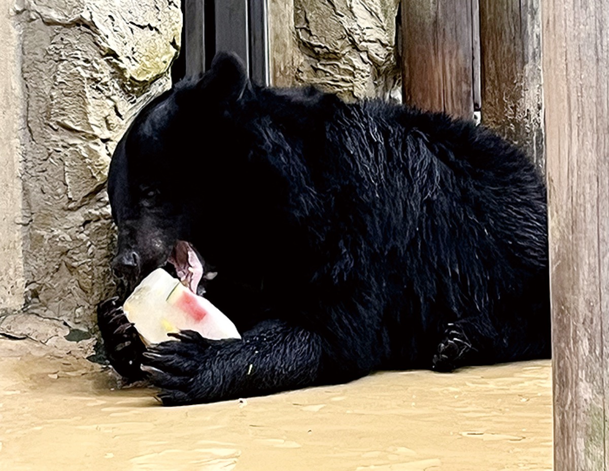 大好物のスイカ入り氷をかじるツキノワグマのコマチ