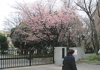 淡い色が特徴の大寒桜（3月25日撮影）