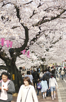 約３００本の桜が植えられている大岡川沿い