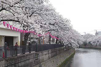 早くも満開を迎えた大岡川の桜（区役所付近で25日撮影）