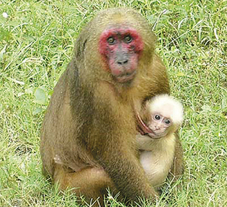 子どもを抱きかかえて授乳するベニガオザル