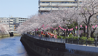 井土ヶ谷橋付近の桜（3月31日撮影）