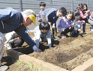 住民の指導を受けてイモを植える児童