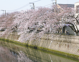 井土ヶ谷橋付近の桜（3月30日撮影）