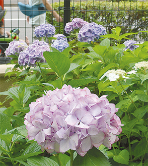 緑化コンクールで全国第２位の評価を受けた蒔田中学校で開花するアジサイ