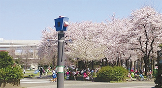 蒔田公園の桜（昨年）