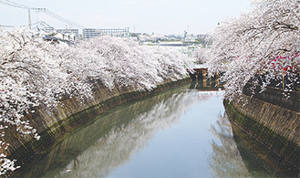 大岡川沿いに広がる満開の桜（過去）