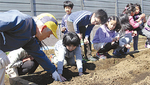 住民の指導を受けてイモを植える児童