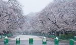 雪と桜が舞う無人の上野公園