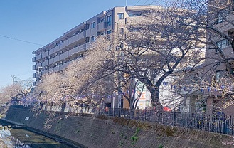 弘明寺商店街付近の桜（20日撮影）