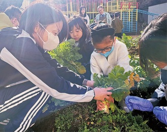 横浜植木の社員とともに大根を収穫する永田小の児童