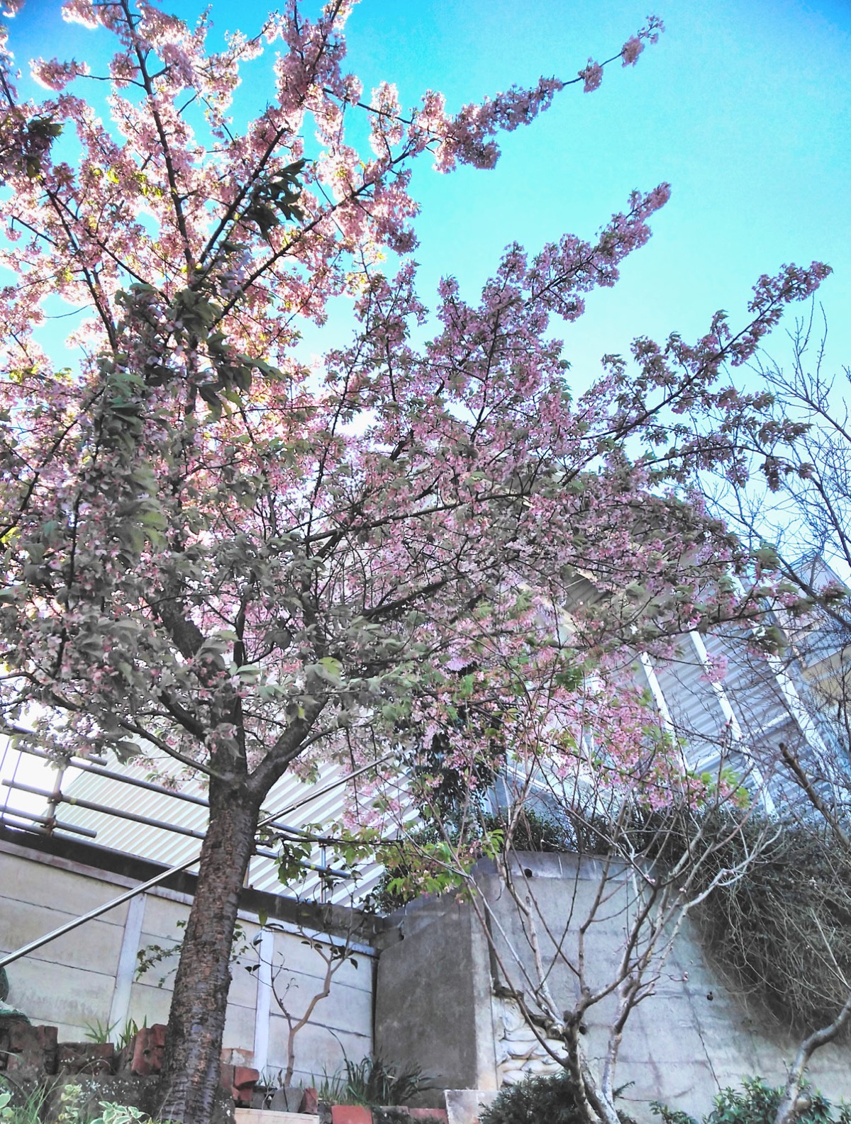 早咲き桜 早くも満開