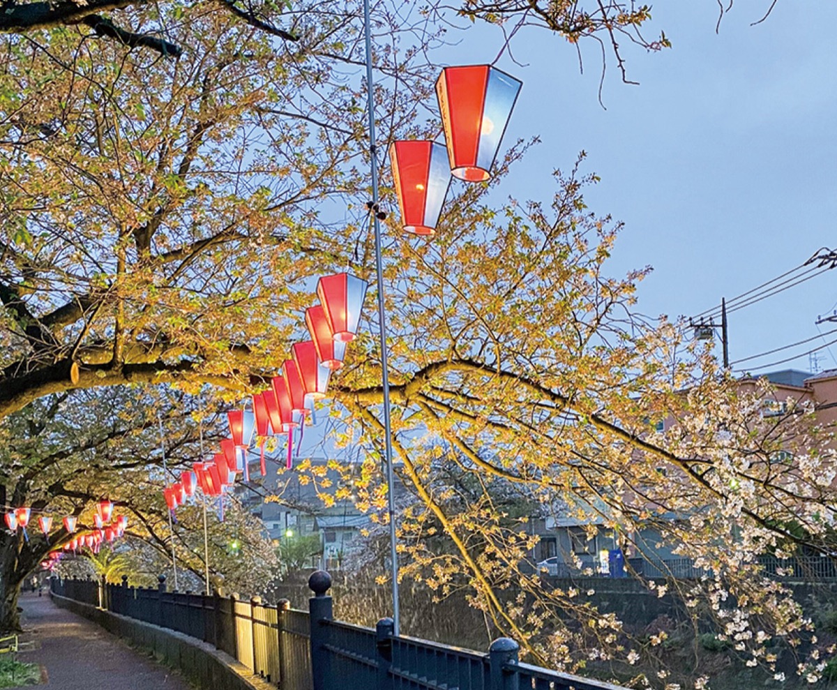 ぼんぼりへの協賛を 桜まつりで点灯へ | 南区 | タウンニュース