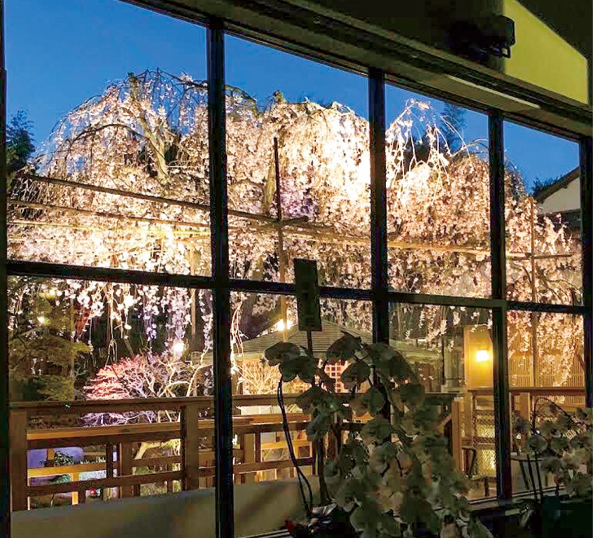 ホール内から見えるしだれ桜