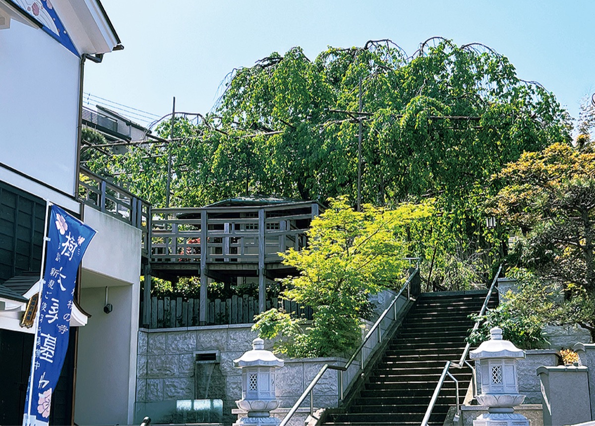 新緑を迎えた普門院