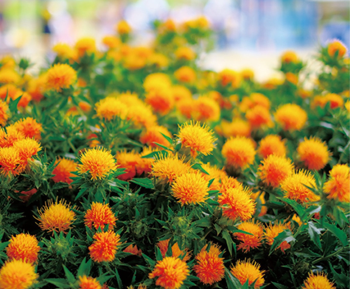 山形･米沢の物産市