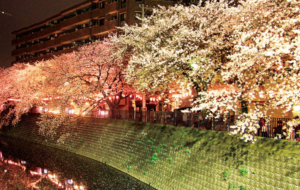 桜まつりＣＦ きょうまで