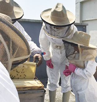 巣箱から取り出される板には蜜がびっしり