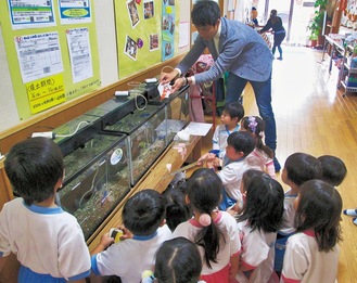 区内の幼稚園や小学校など33カ所で稚魚が大切に育てられている。初音ヶ丘の初音丘幼稚園では園舎内に水槽を設置。子どもたちは毎日、卵の成長を見守り、12月中旬にふ化した。
