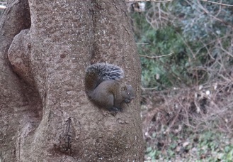 木の幹にとまるリス（１月23日、鎌谷町で撮影）