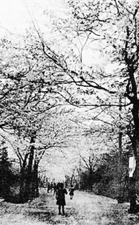 昭和13年ごろの桜ヶ丘の桜並木