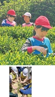 茶栽培の歴史 後世へ
