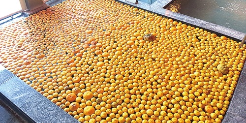 浴槽がゆずで埋め尽くされる