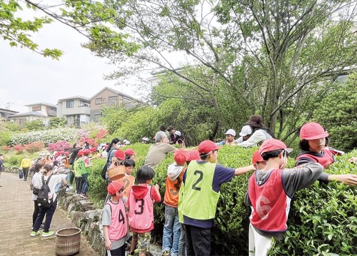 一芯二葉で一番茶を摘む児童ら