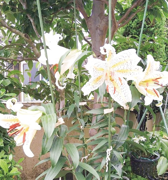 会員宅の庭で花を咲かせたヤマユリ（提供）
