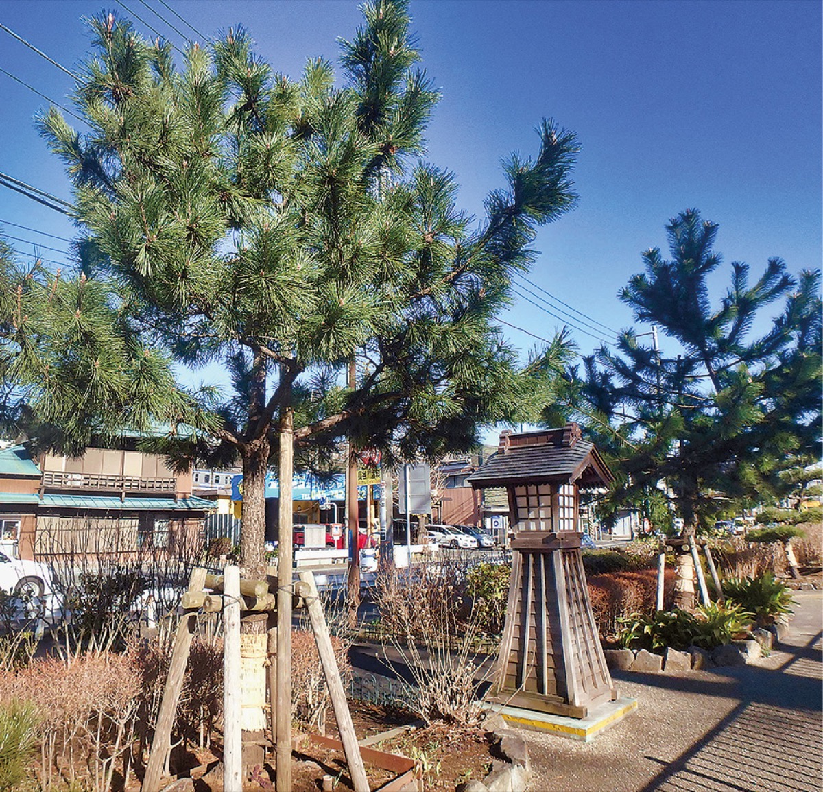 保土ケ谷宿の松並木と一里塚