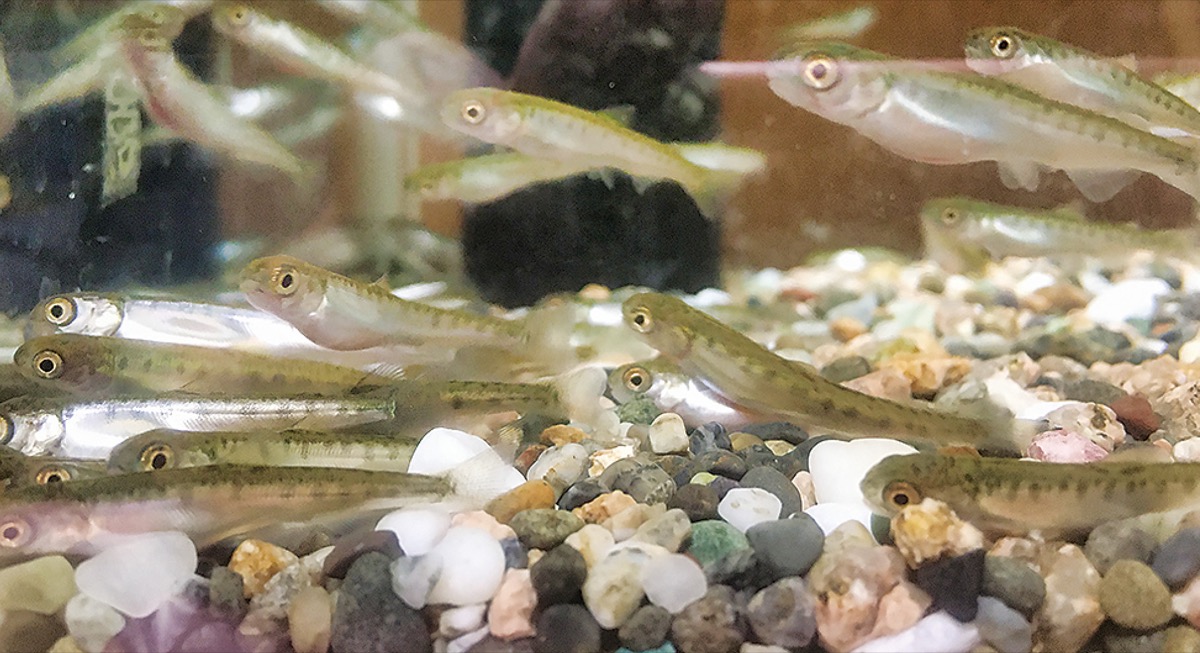 区内33カ所で順調に成長している鮭の稚魚