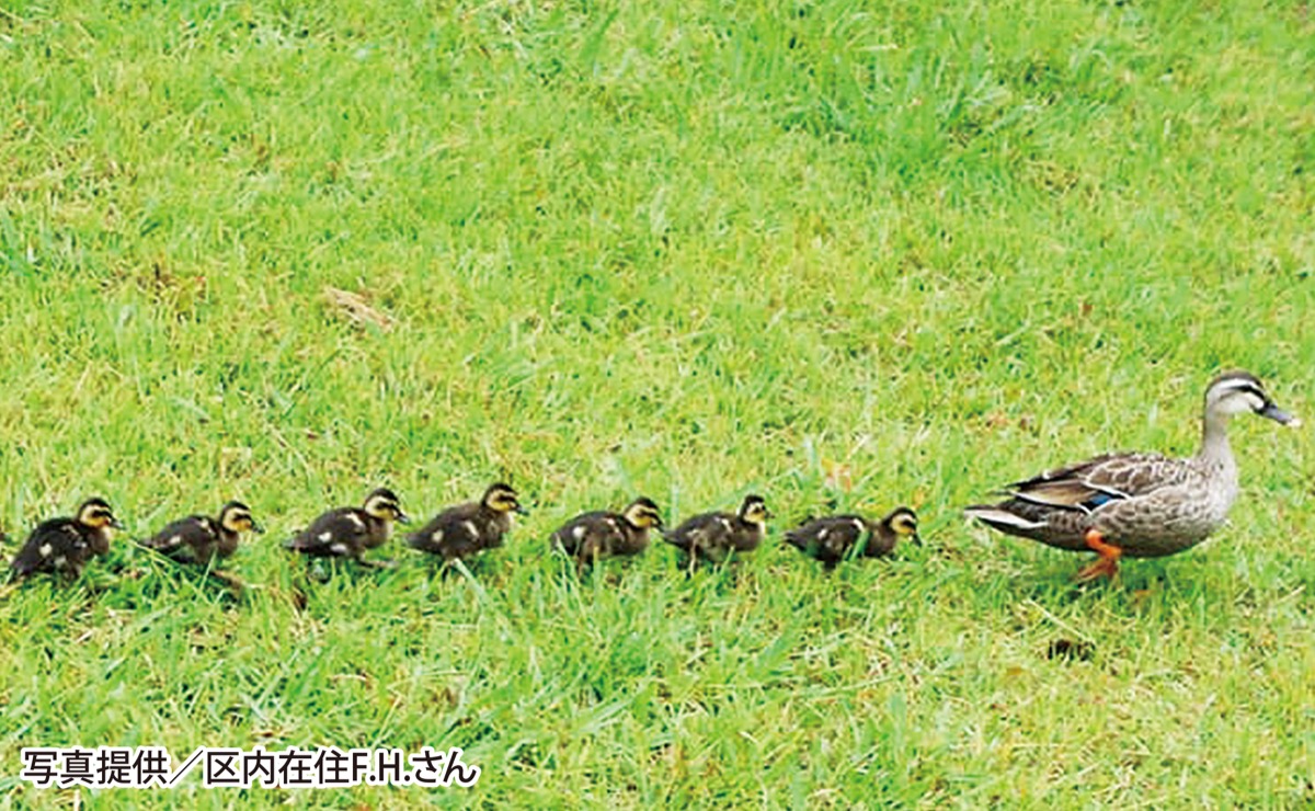 かるがも親子 仲良くお散歩