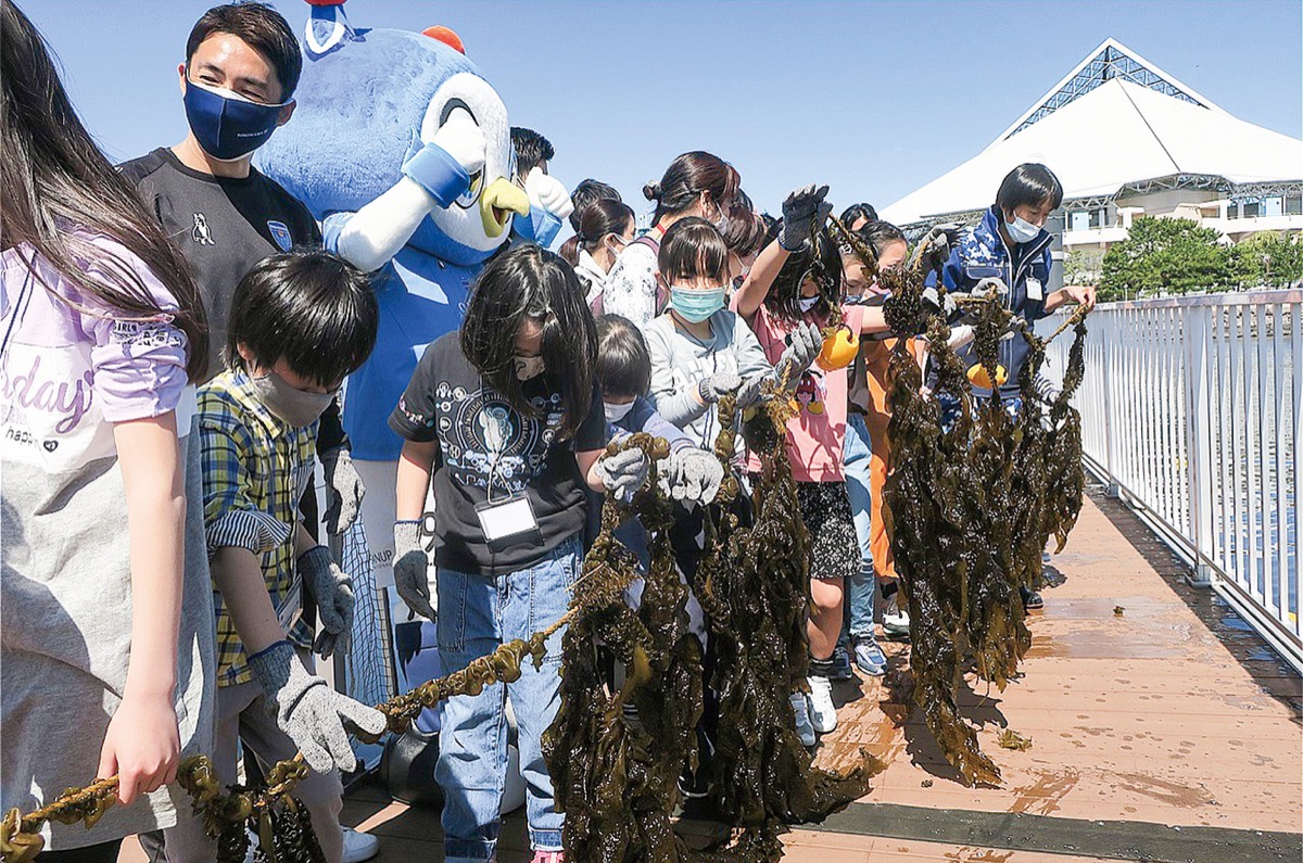 1mほどに成長したわかめを収穫した