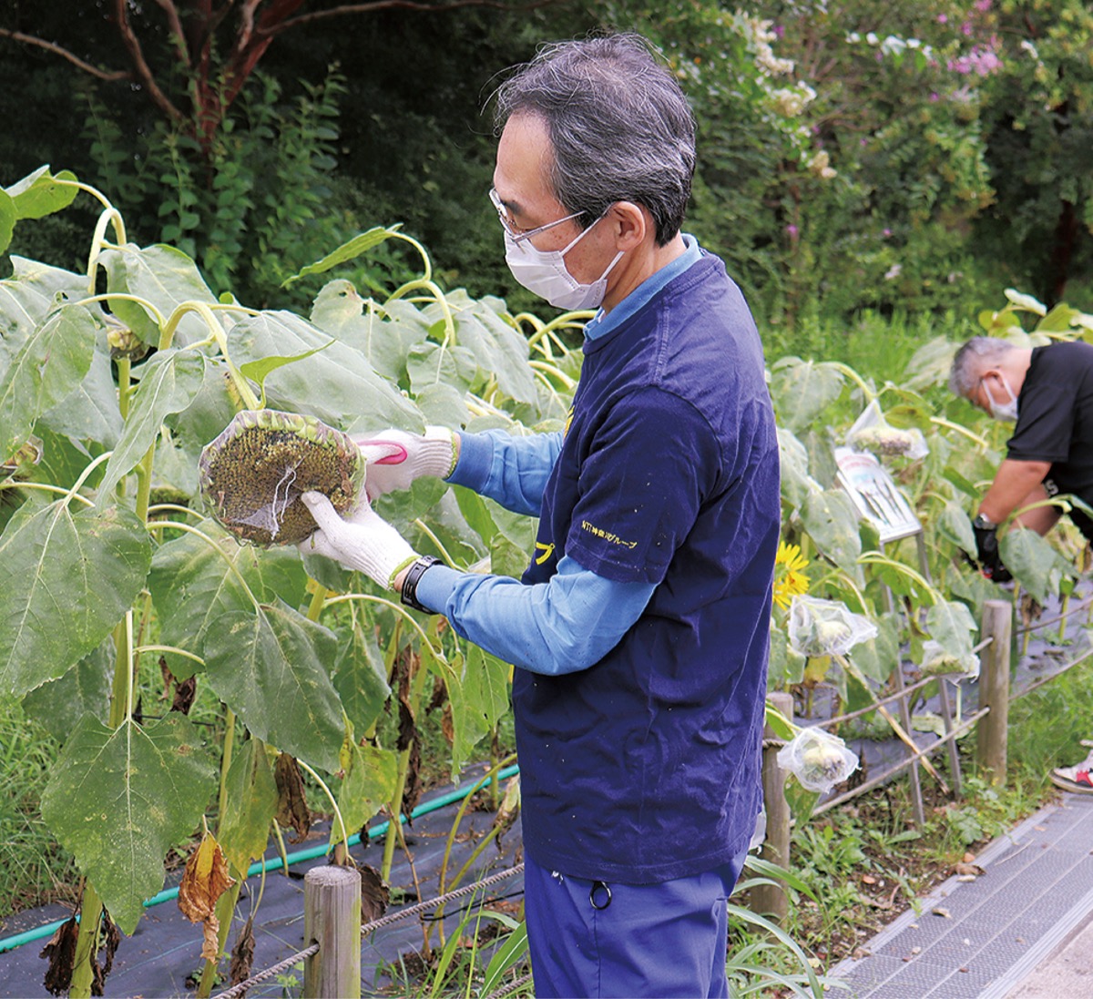 Ntt東日本神奈川グループ ひまわりで復興支援 保土ケ谷公園で種を収穫 保土ケ谷区 タウンニュース