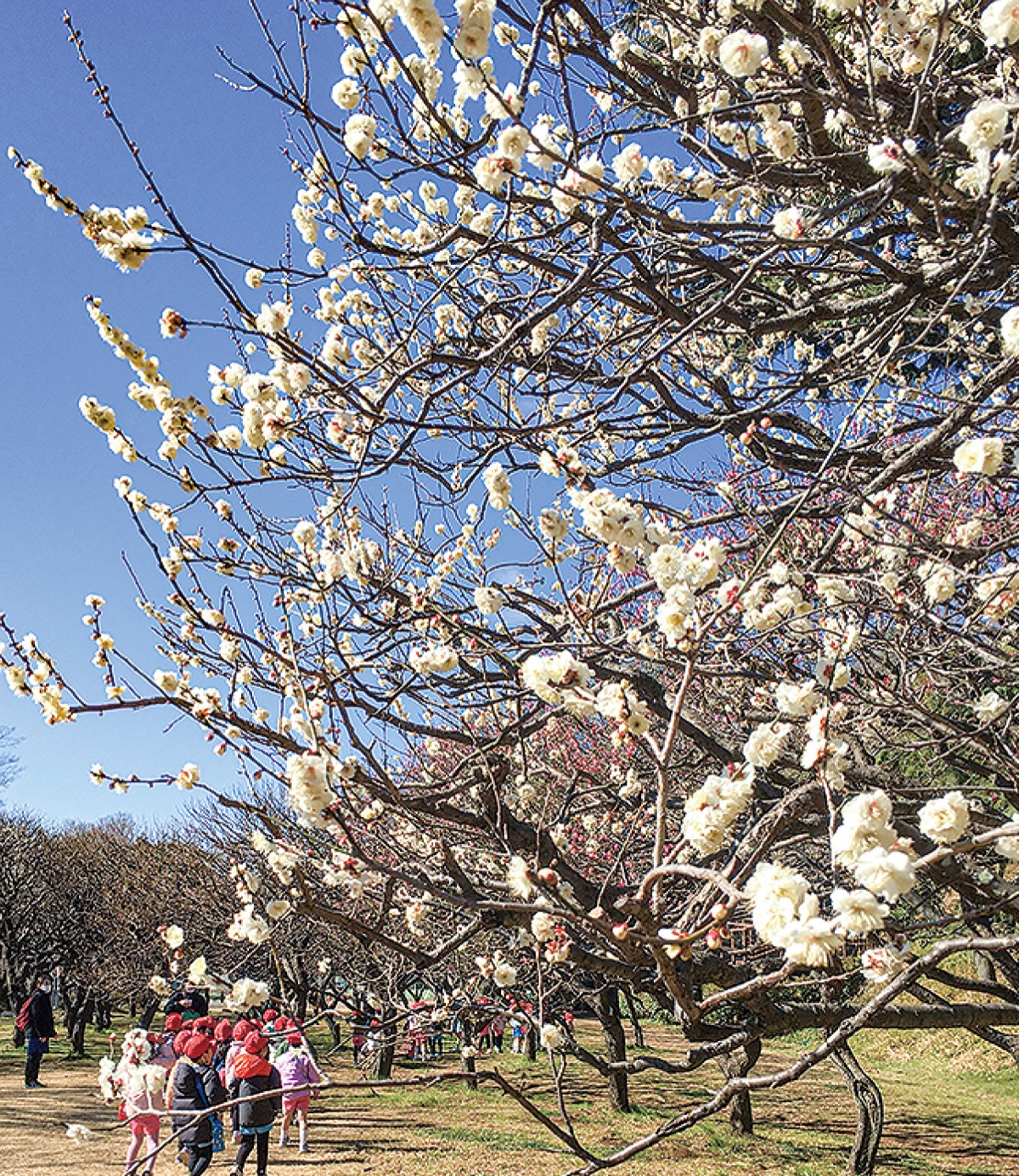 40種・90本の梅が春を告げる