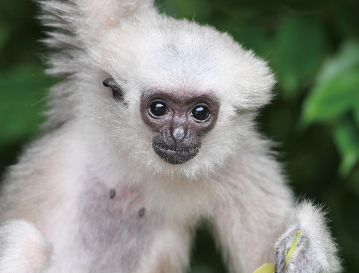 ボウシテナガザル公開 (写真1)