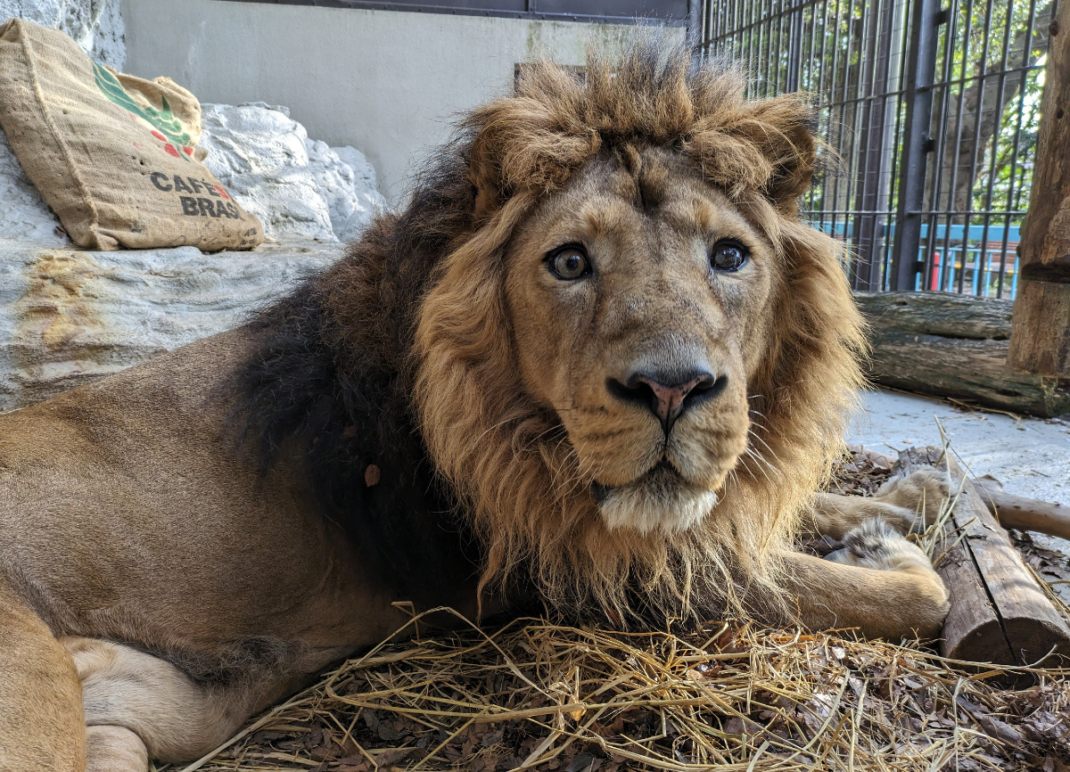くつろぐラージャー（野毛山動物園提供）
