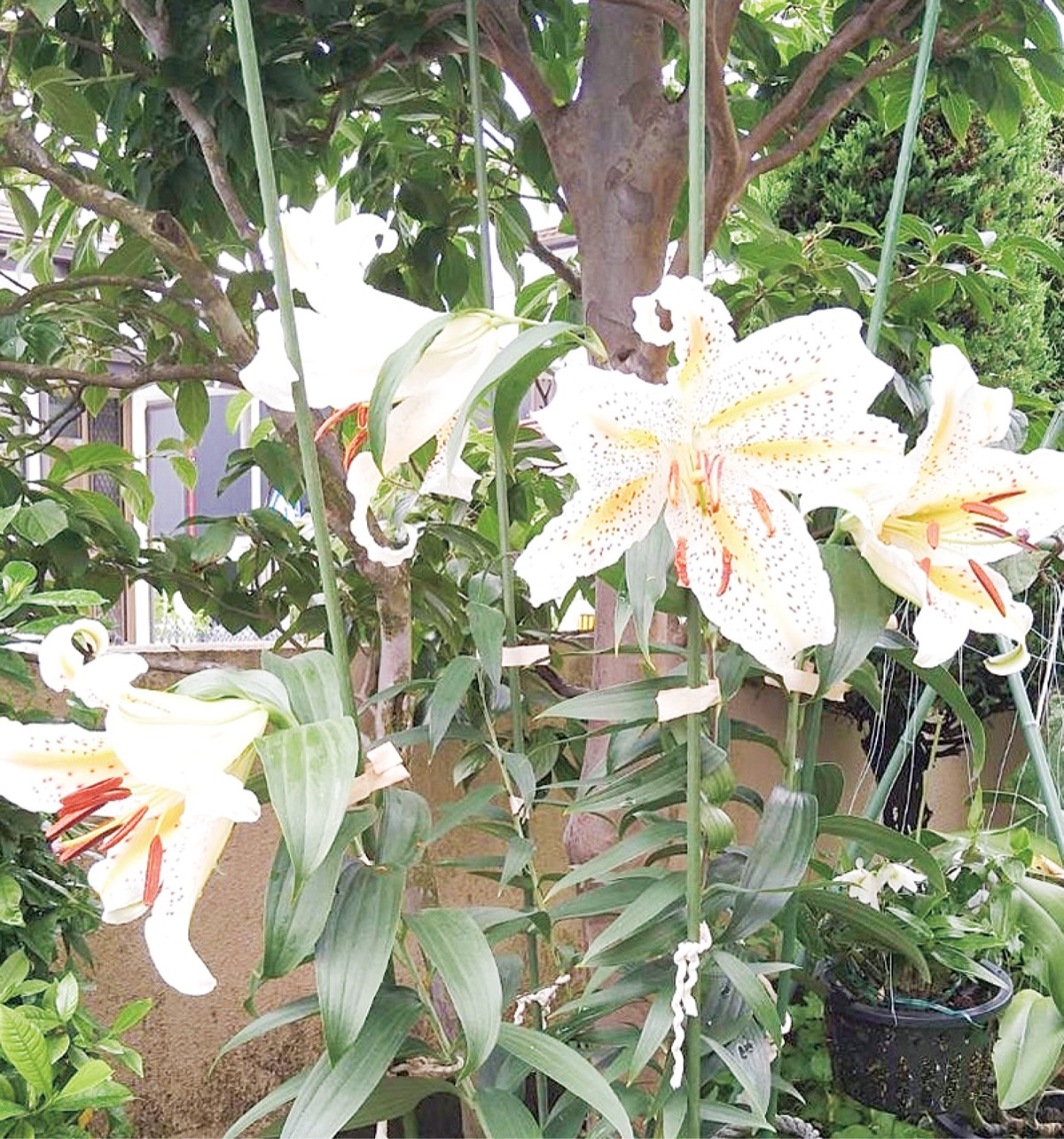 回復願いヤマユリ育成