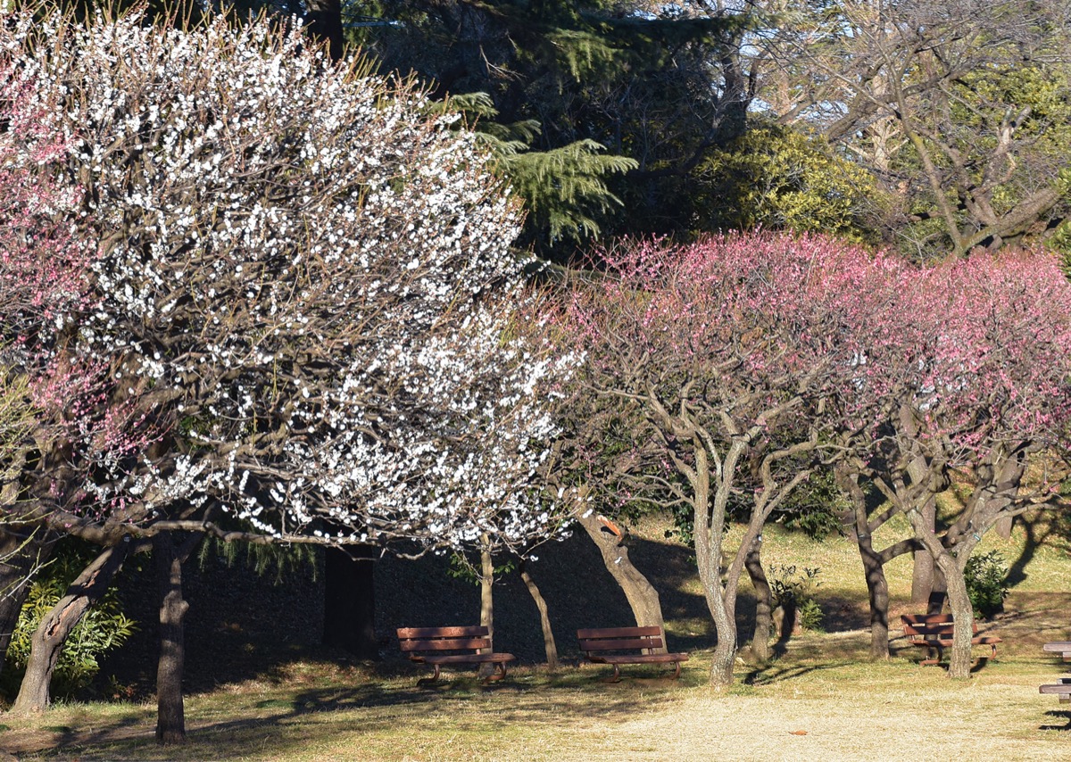 春待ちわび咲く梅