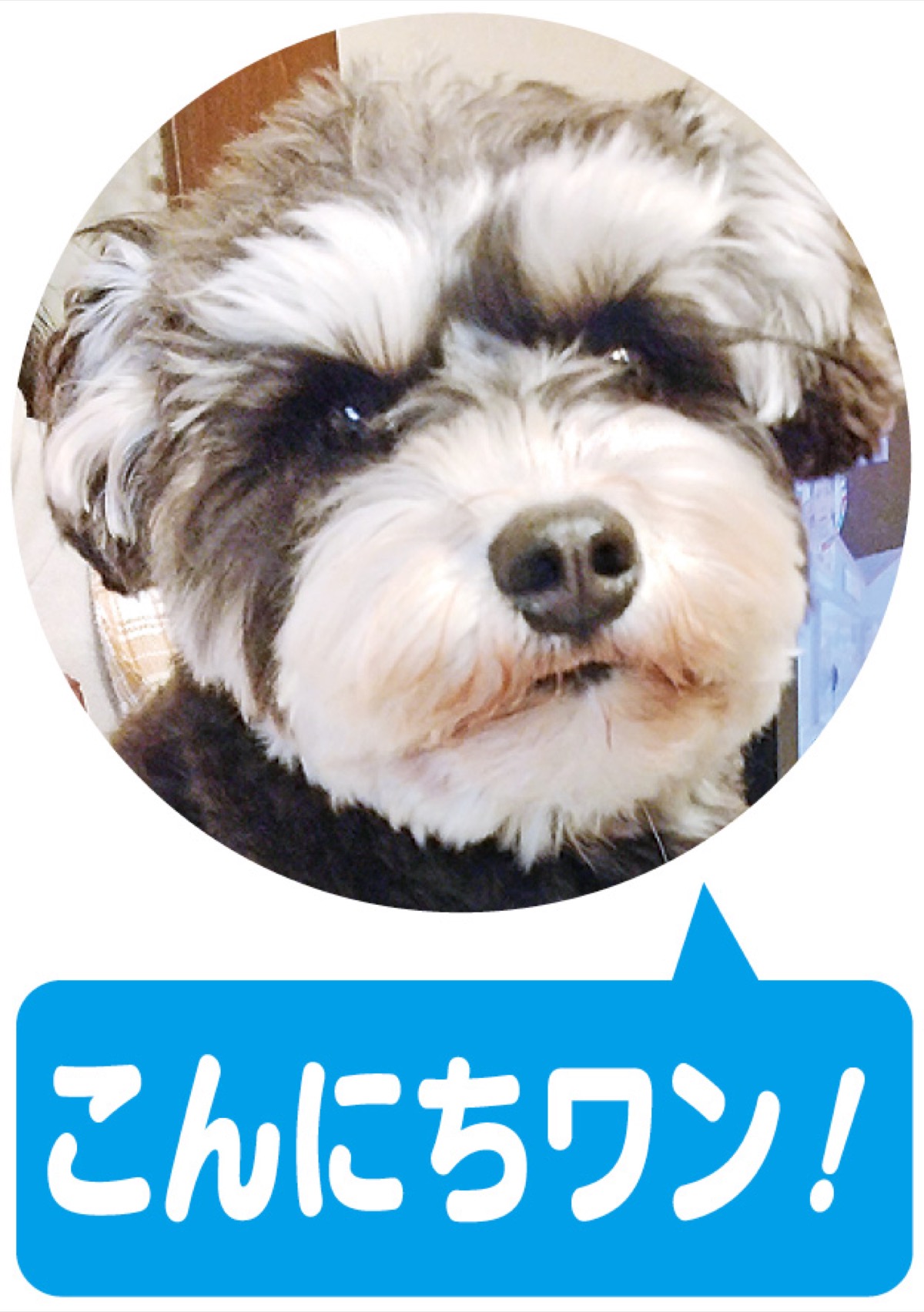 ミルキーJr.モカJr.モネのほどがや