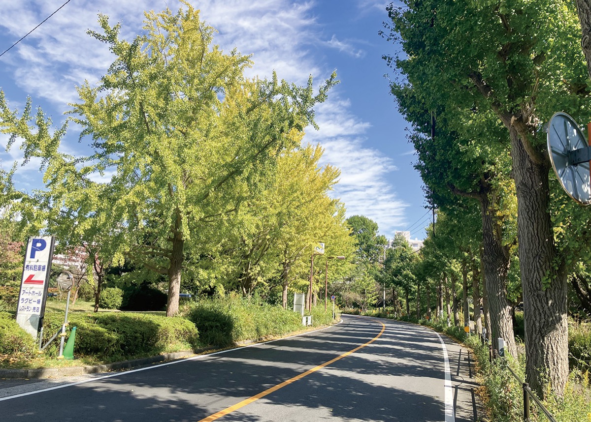 保土ケ谷公園のイチョウ並木=22日