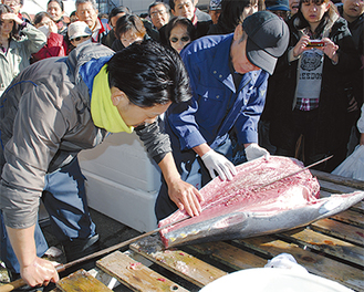 長崎県対馬産本マグロの解体ショー