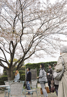 横溝屋敷の桜を鑑賞する障害者や外国人ら