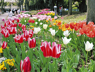 公園の花壇に咲くチューリップ＝4月9日撮影